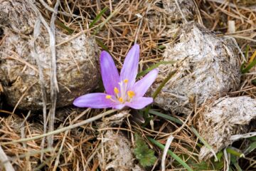 Fleur sur du fumier - hypnose - développement personnel